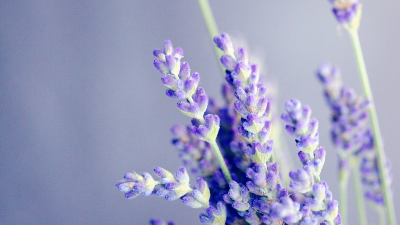 Bunda, Coba deh Lavender & Chamomile untuk Tenangkan Bayi Rewel secara Alami