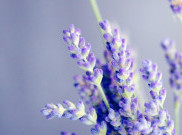 Bunda, Coba deh Lavender & Chamomile untuk Tenangkan Bayi Rewel secara Alami