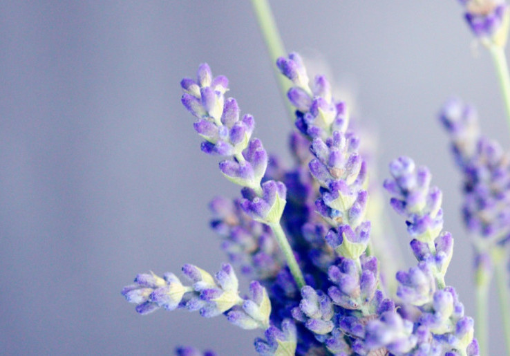 Bunda, Coba deh Lavender & Chamomile untuk Tenangkan Bayi Rewel secara Alami