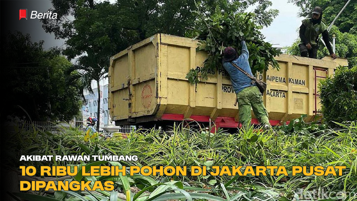 Akibat Rawan Tumbang, 10 Ribu Lebih Pohon di Jakarta Pusat Dipangkas