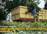 Akibat Rawan Tumbang, 10 Ribu Lebih Pohon di Jakarta Pusat Dipangkas