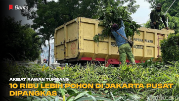Akibat Rawan Tumbang, 10 Ribu Lebih Pohon di Jakarta Pusat Dipangkas