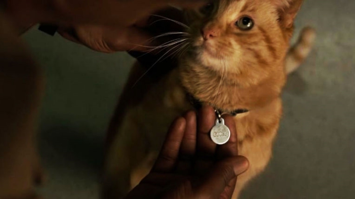 Fakta Menarik Tentang Goose, Kucing Captain Marvel