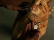 Fakta Menarik Tentang Goose, Kucing Captain Marvel