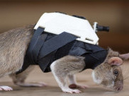 Ilmuwan Melatih Tikus untuk Menyelamatkan Korban Gempa Bumi