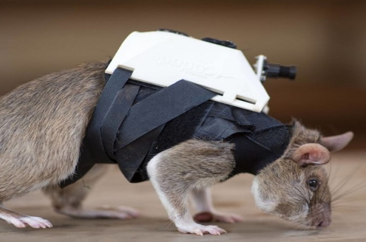 Ilmuwan Melatih Tikus untuk Menyelamatkan Korban Gempa Bumi