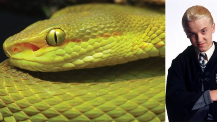 Spesies Ular Baru Ditemukan, Namanya Diambil dari Karakter Harry Potter!