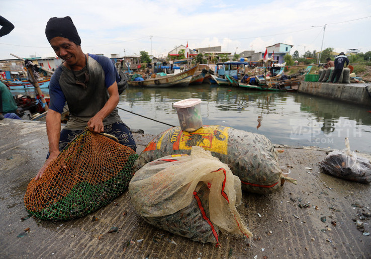 Hasil Tangkapan nelayan Kerang Hijau Terdampak Pagar Beton Laut Cilincing Jakarta Utara