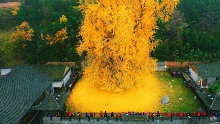 Pohon Ribuan Tahun Ini Jadi Wisata Favorit di Tiongkok