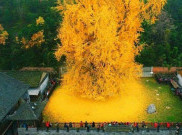 Pohon Ribuan Tahun Ini Jadi Wisata Favorit di Tiongkok