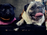 Kenapa Anjing Suka Mengejar dan Menggigit Ekornya?