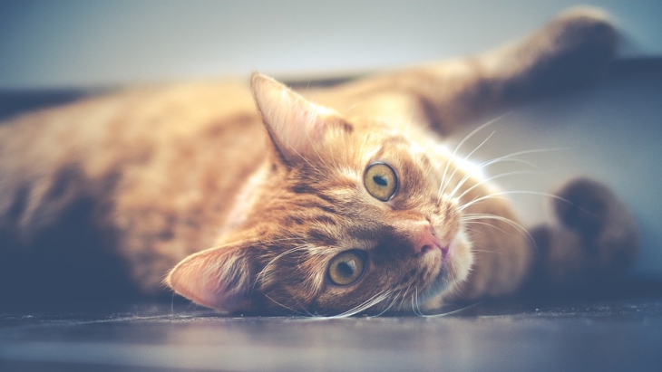 Ternyata Kucing Kenal dengan Nama Mereka, Tapi Suka Cuek