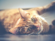 Ternyata Kucing Kenal dengan Nama Mereka, Tapi Suka Cuek