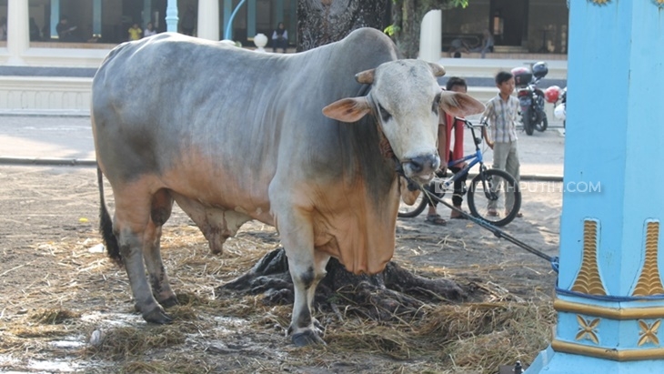 Presiden Jokowi Kurban Dua Ekor Sapi di Kampung Halaman