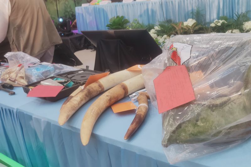 Misteri 9 Gajah Sumatra Mati di Riau Terjawab, Korban Sindikat Pemburu Liar Skala Nasional