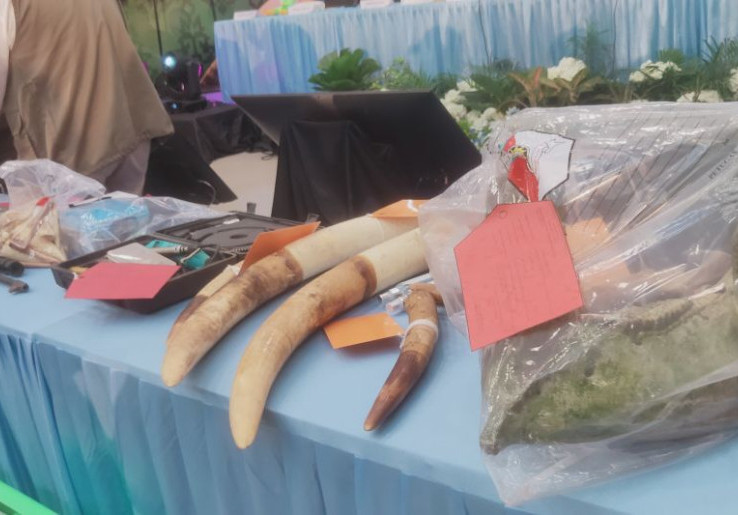 Misteri 9 Gajah Sumatra Mati di Riau Terjawab, Korban Sindikat Pemburu Liar Skala Nasional