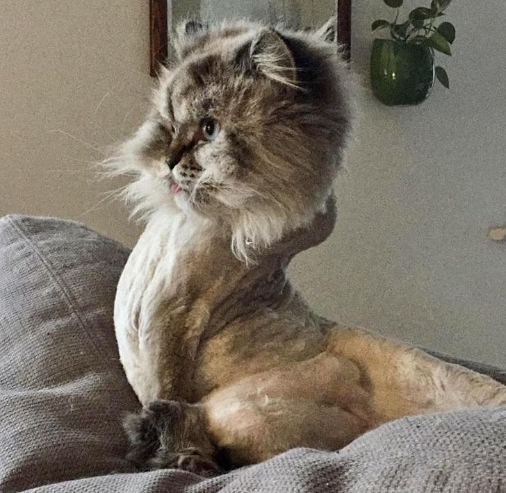 Winston suka duduk berpose aneh. (Foto Reddit Ladyrddt)