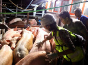 Barcelona Dilanda Wabah ASF, Indonesia Gerak Cepat Terbitkkan Larangan Baru