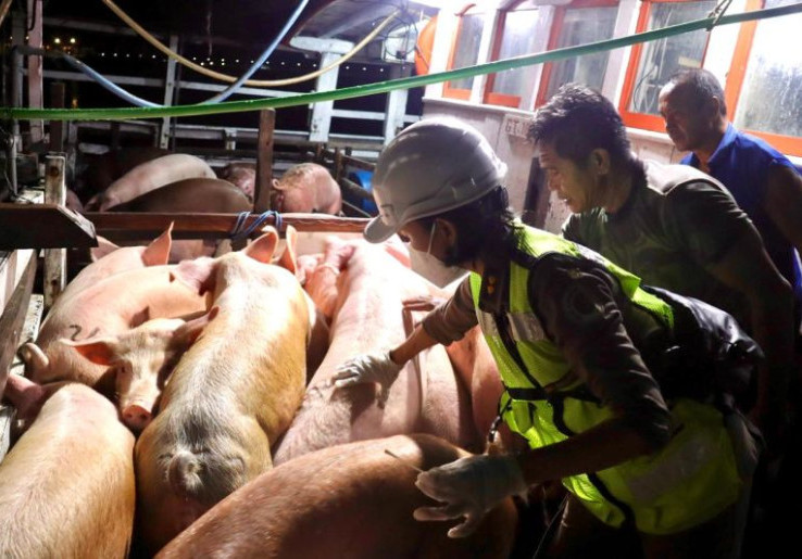 Barcelona Dilanda Wabah ASF, Indonesia Gerak Cepat Terbitkkan Larangan Baru