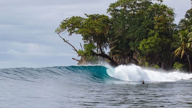 Toek Cacing Kayu yang Dikonsumsi Hidup-hidup di Mentawai
