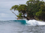 Toek Cacing Kayu yang Dikonsumsi Hidup-hidup di Mentawai