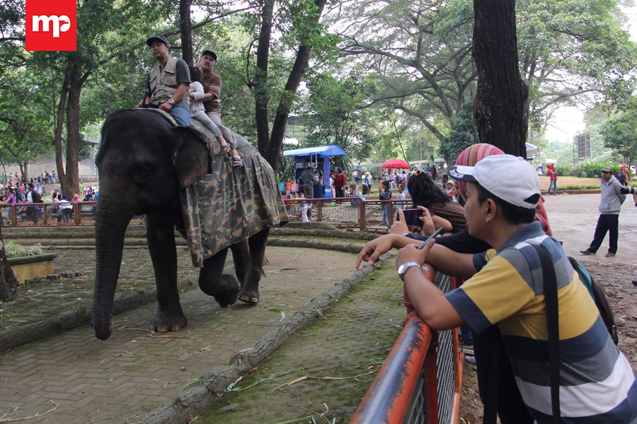 Kanguru dan Anak Trenggiling Jadi Andalan Jelang Puncak Kunjungan di Ragunan