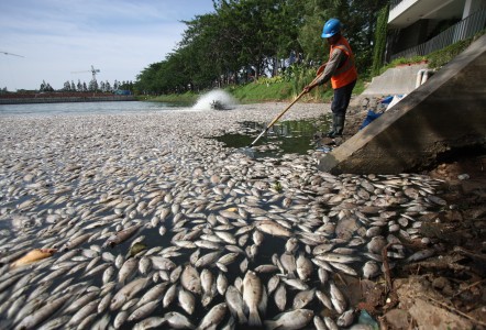  LIPI Tegaskan Perlu Ada Riset Mendalam Fenomena Ikan Mati dengan Gempa Bumi