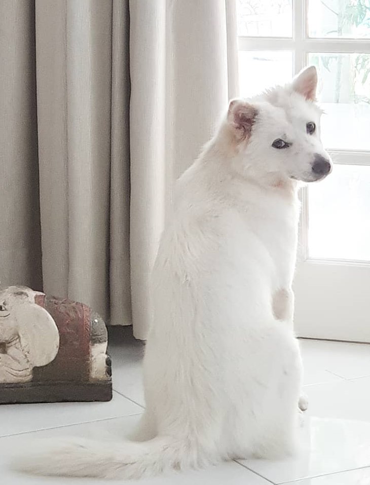 anjing kintamani