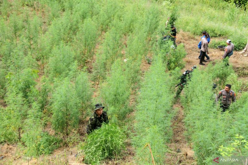 Legislator Harap Taman Nasional jadi Kawasan Konservasi Bebas dari Tanaman Ganja