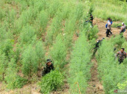 [HOAKS atau FAKTA]: Kasus Ladang Ganja di Bromo Dihentikan karena Ternyata Tumbuh dari Kotoran Burung
