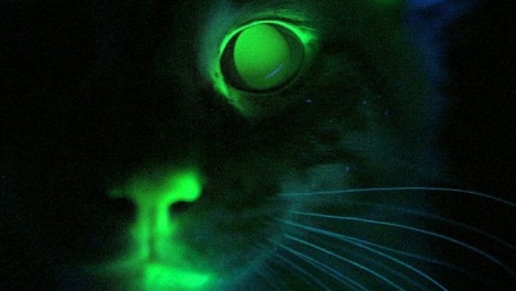 Mr. Green Genes, Kucing Glow in the Dark Pertama di Dunia