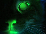 Mr. Green Genes, Kucing Glow in the Dark Pertama di Dunia