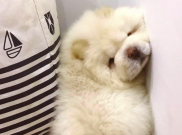 Puffie, Anjing Chow Chow yang Fotonya Viral di Instagram