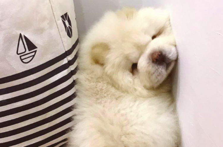 Puffie, Anjing Chow Chow yang Fotonya Viral di Instagram