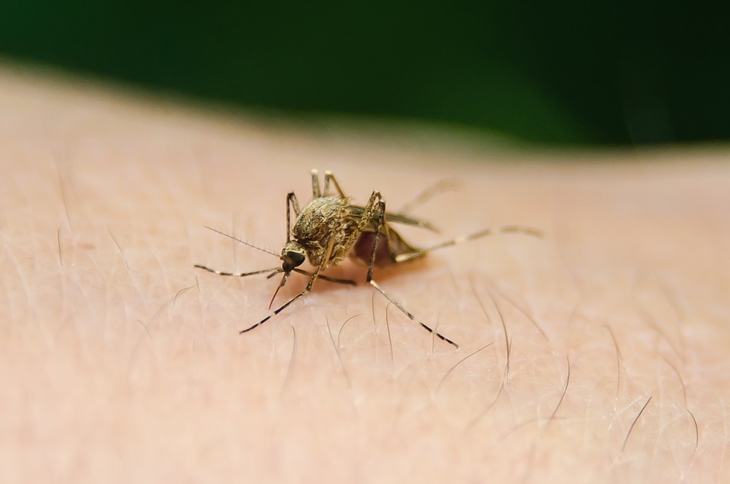 Daun pepaya bersifat anti-malaria. (Foto: Pixabay/CreativesolutionisT)