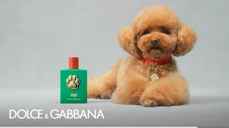 Dolce & Gabbana Luncurkan Fefe, Parfum yang Bikin Anjing Wangi Selalu