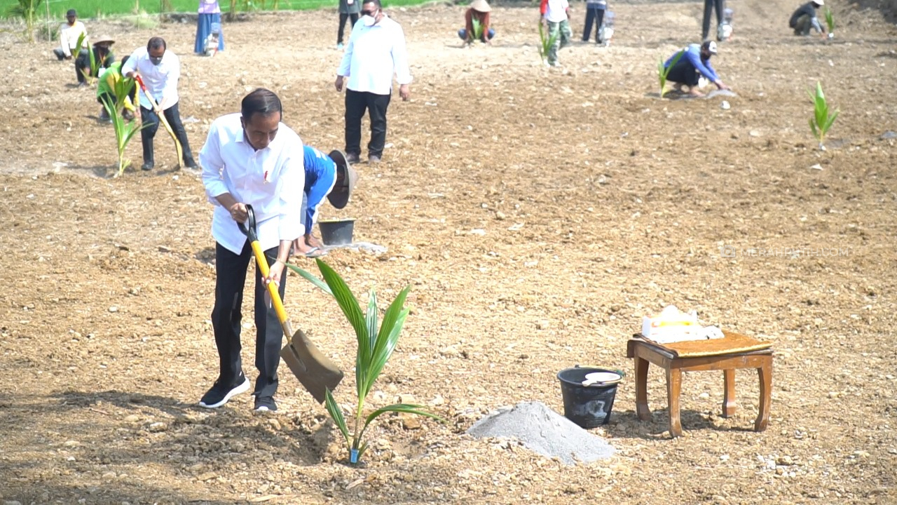 Jokowi Targetkan Penanaman 1 Juta Kelapa Genjah