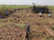 Ratusan Petani Tebu Geruduk Disperindag Terkait Gula Rafinasi