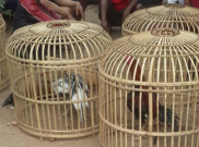 Puluhan Penjudi Sabung Ayam Di Bandung Diciduk Polisi