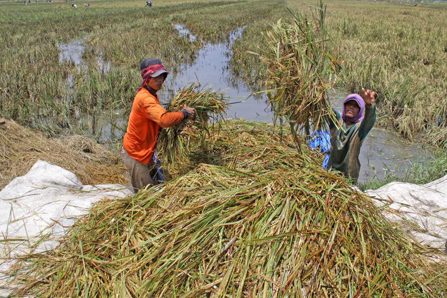 Sinergisme Petani dan TNI Dongkrak Pertanian Kalimantan