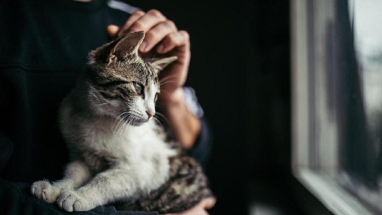 Makan Kucing Hidup, Abah Gandrong Minta Maaf