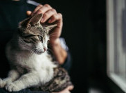 Makan Kucing Hidup, Abah Gandrong Minta Maaf