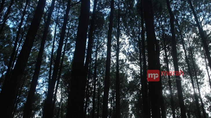 Masuk Hutan Pinus Dlingo Harus Bayar Asuransi? 
