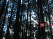 Masuk Hutan Pinus Dlingo Harus Bayar Asuransi? 