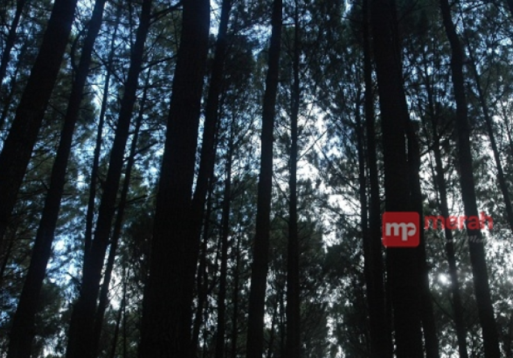 Masuk Hutan Pinus Dlingo Harus Bayar Asuransi? 