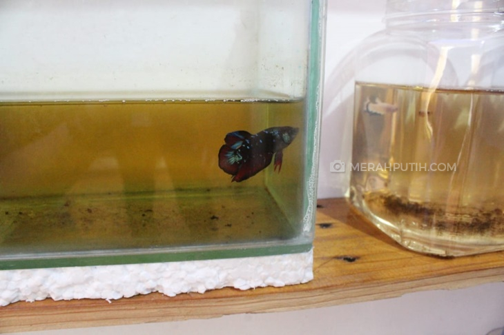 hobi ikan cupang