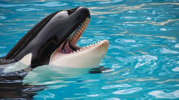 Kiska si Orca Kesepian