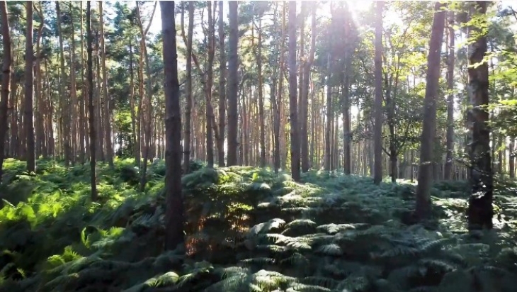 Ada cerita tentang hantu istri Earl of Laincester di hutan ini. (Foto: YouTube/@alex shyler)