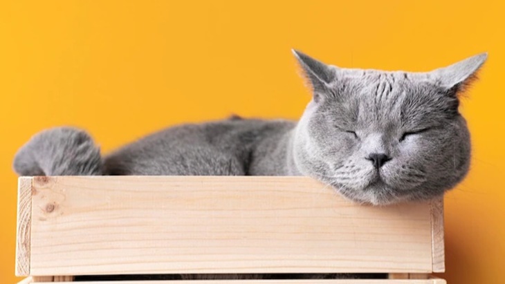 Kelihatan enggak Suka Minum, Kucing Tetap Butuh Cairan
