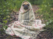 Anjing Cerminan Kesehatan Pemiliknya